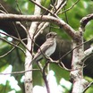 Gray-streaked Flycatcher